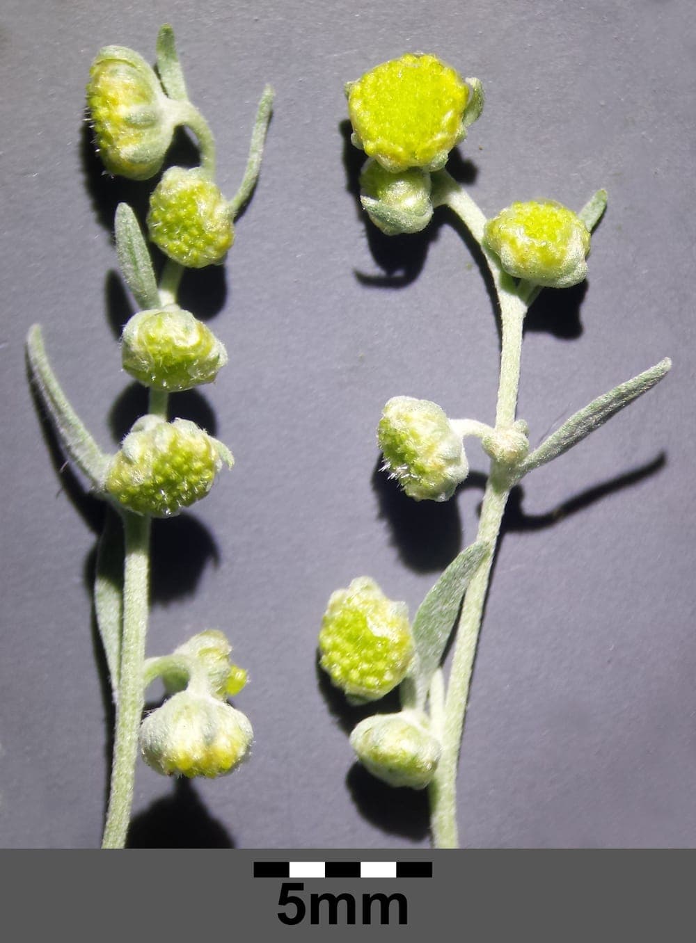 Inflorescences jaunes d’Artemisia absinthium