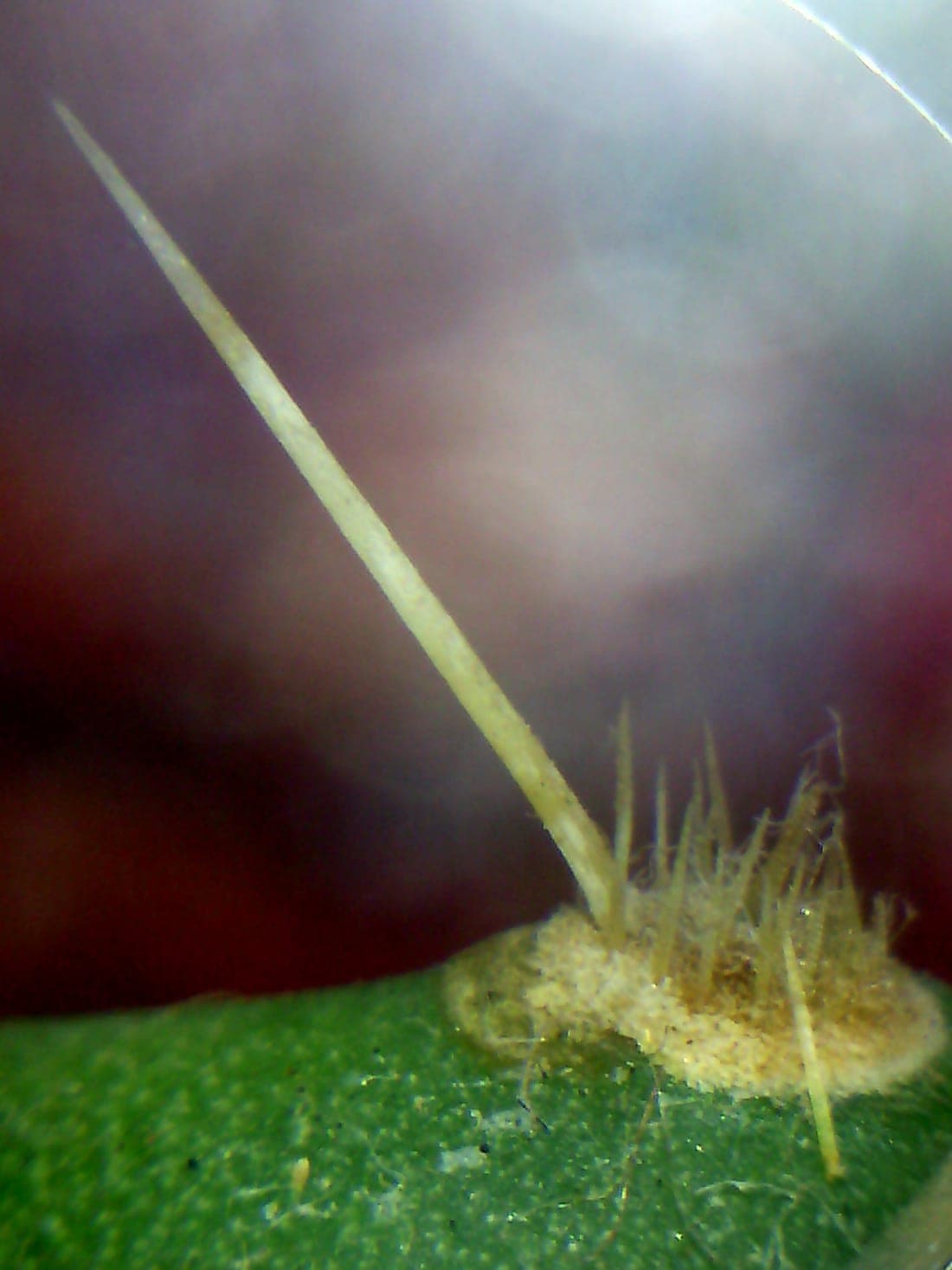 Gros plan des épines et glochides d’un cactus Opuntia, issues de feuilles transformées
