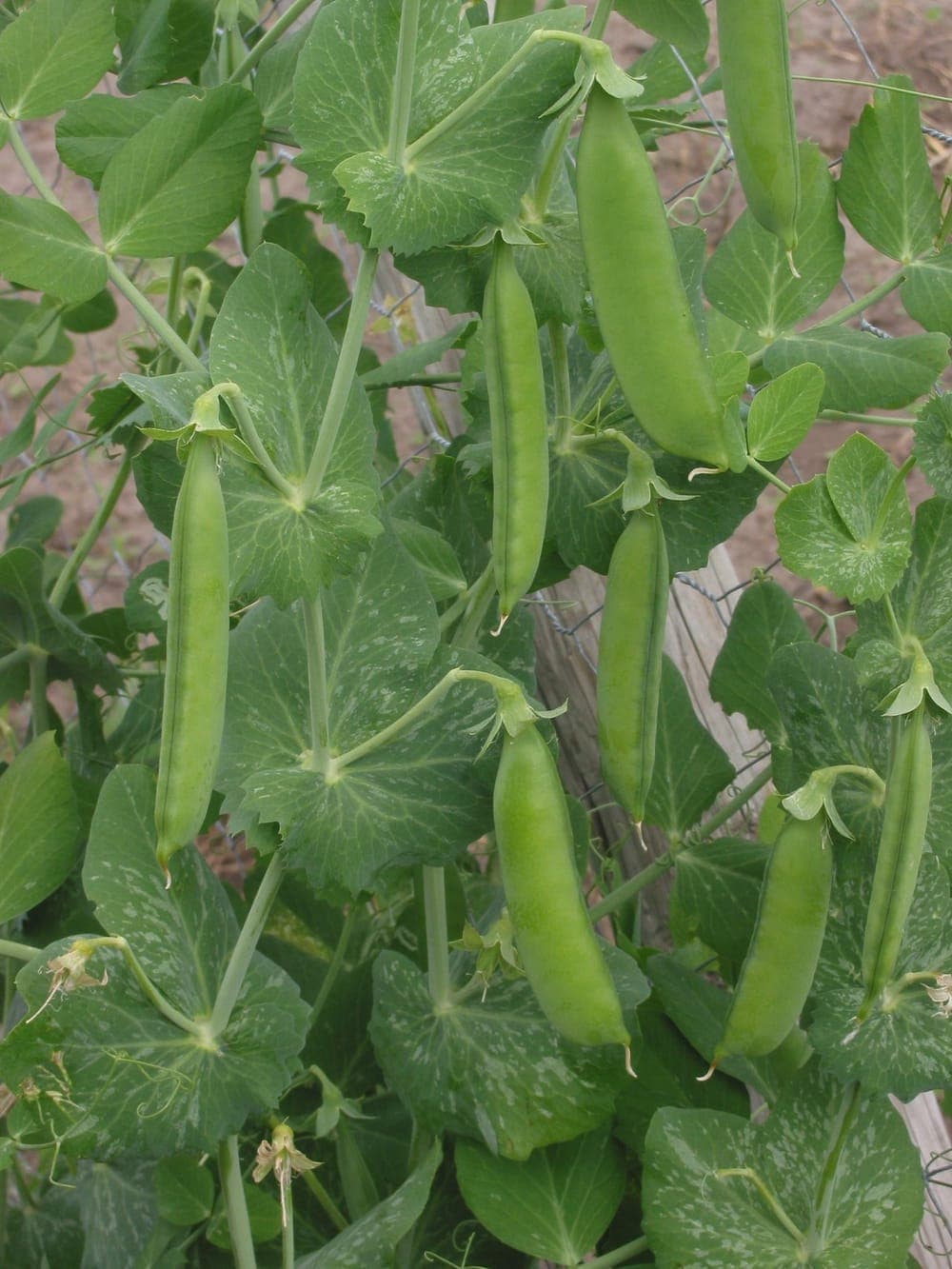 Cosse de petits pois ouverte montrant les pois alignés