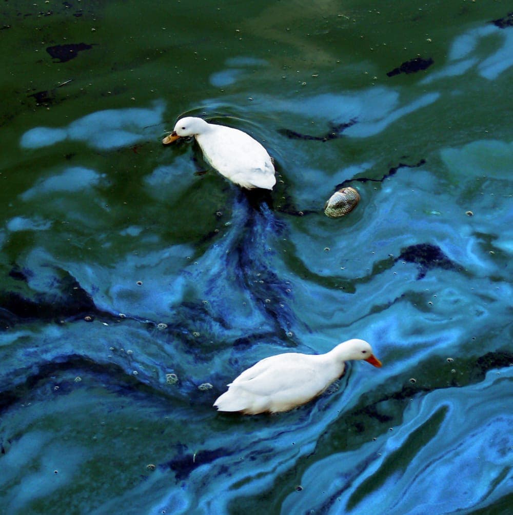 Efflorescence de cyanobactéries bleu-vert sur l’eau