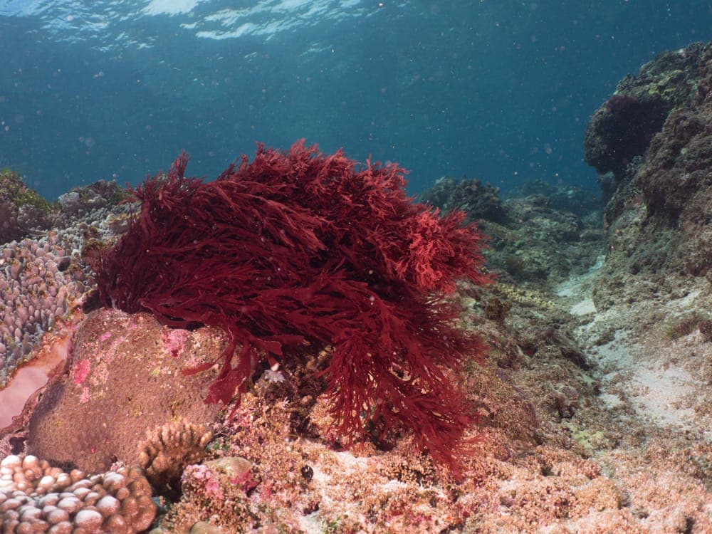 Algue rouge (Gracilaria) sous l’eau