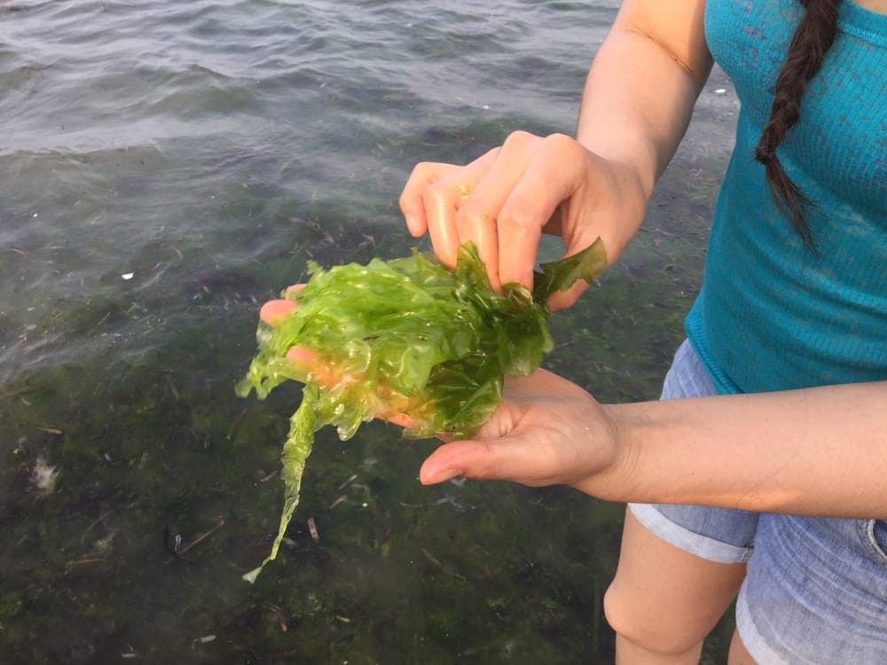 Algue verte Ulva, la laitue de mer