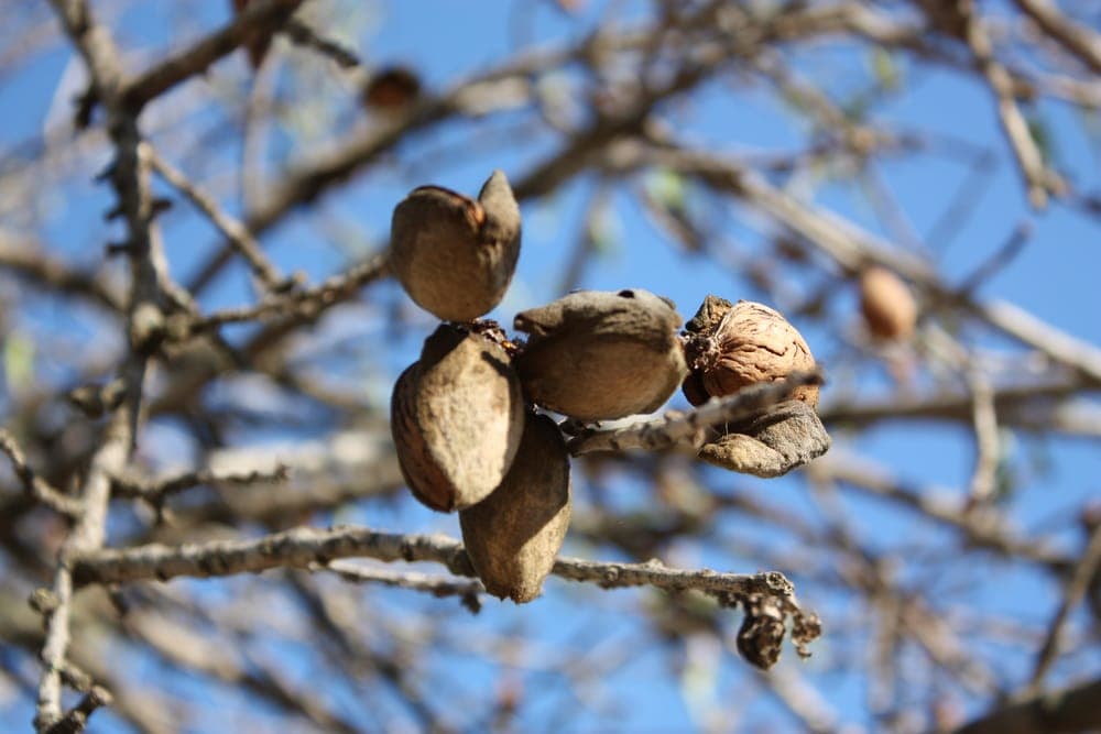 Fruits d’amandier verts et duveteux (drupes) sur la branche