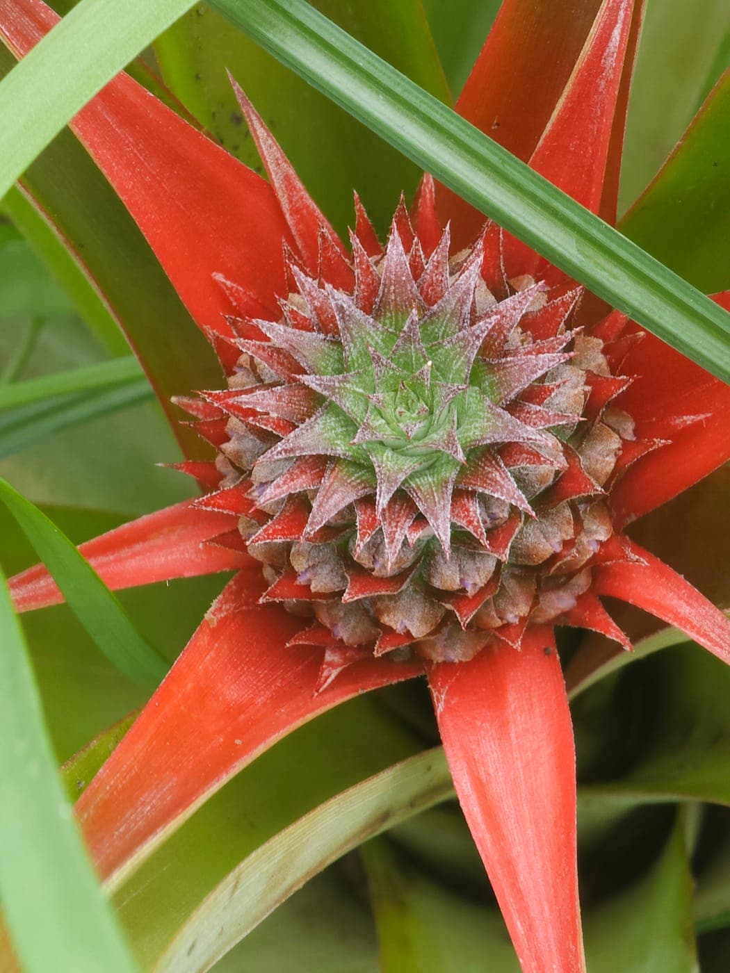 Jeune inflorescence d’ananas, bractées rouges en étoile