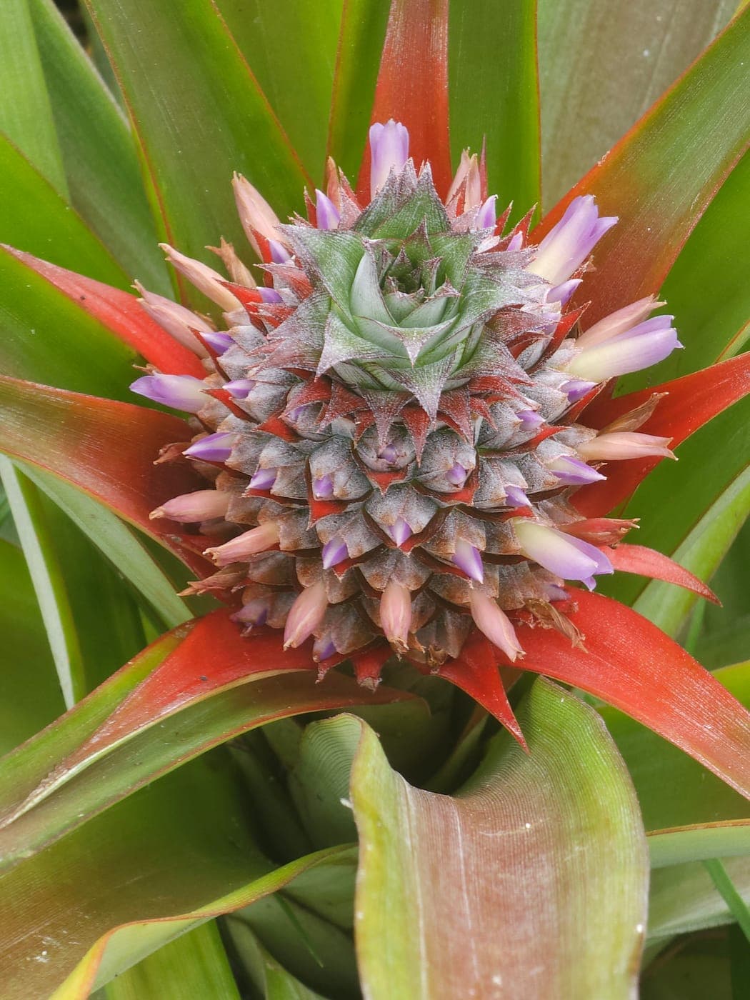 Ananas en pleine floraison, des dizaines de fleurs mauves ouvertes