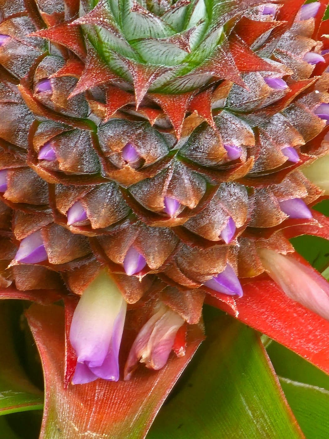 Gros plan de fleurs violettes émergeant entre les écailles de l’ananas