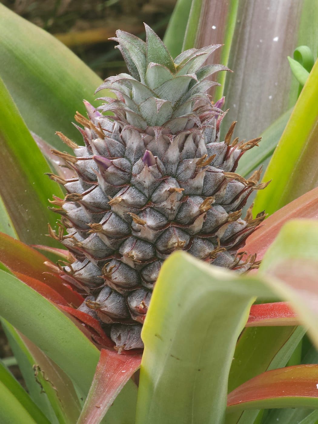 Ananas en formation, fleurs fanées et baies en train de se souder