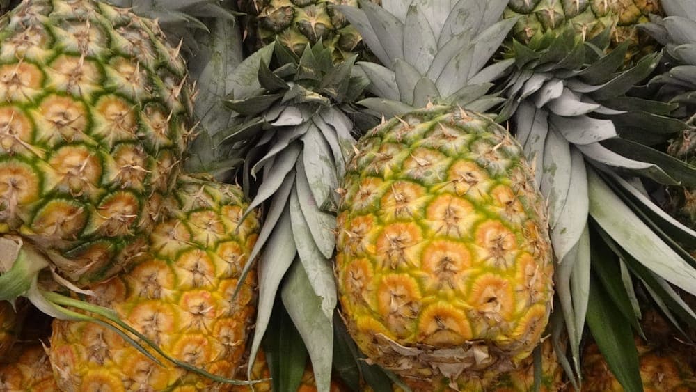 Un ananas mûr entier avec sa couronne de feuilles