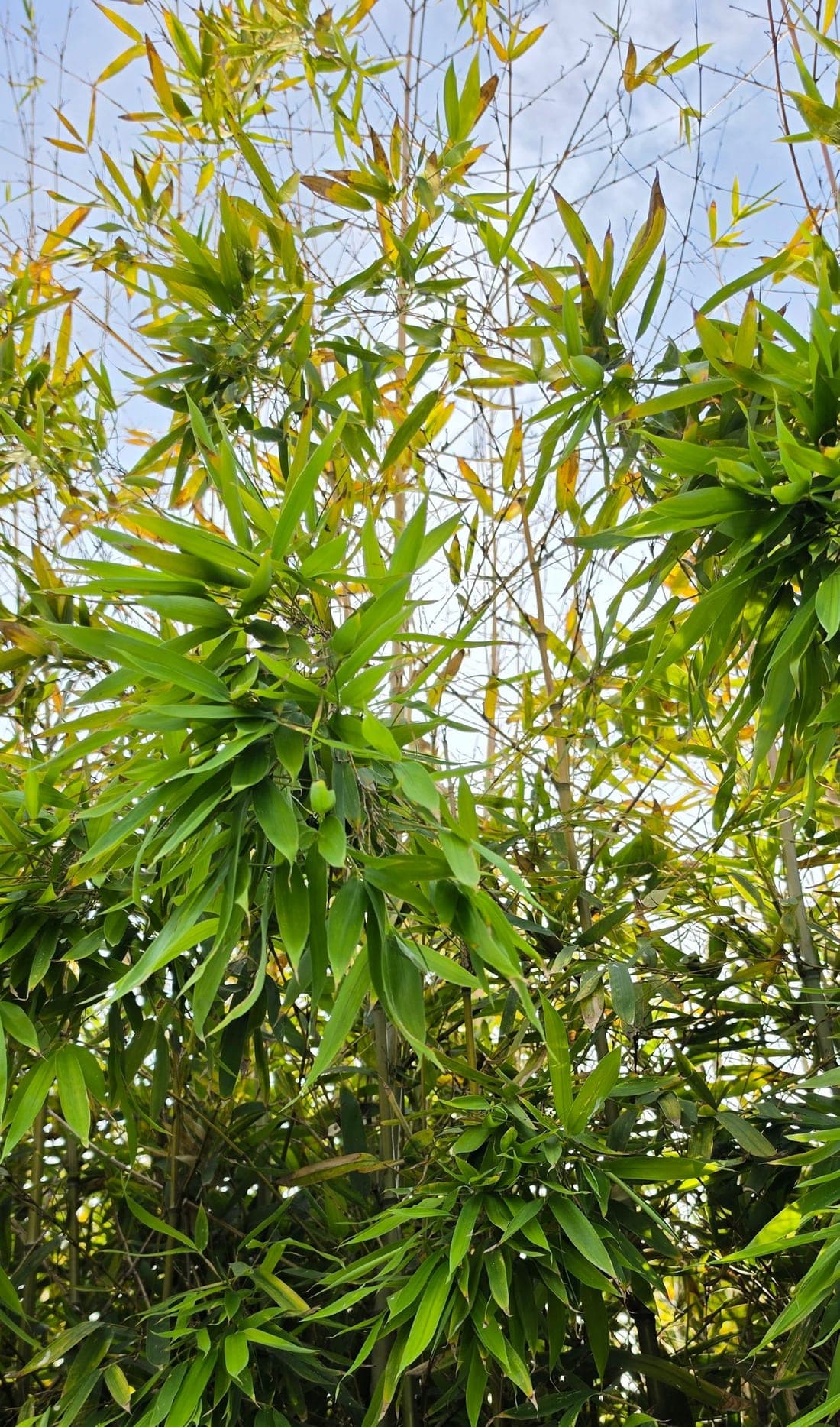 Bambous : feuillage et chaumes, des herbacées géantes à port arborescent