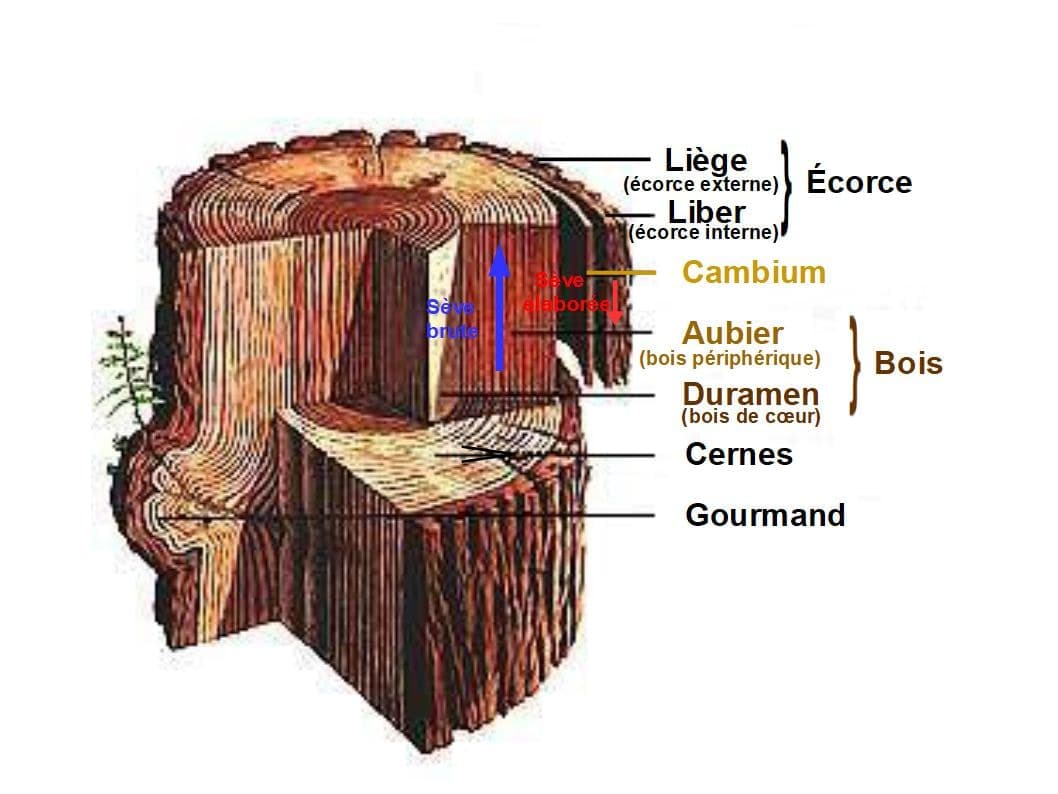 Schéma d’une coupe de tronc identifiant l’écorce, le liber, le cambium, l’aubier, le duramen et les cernes