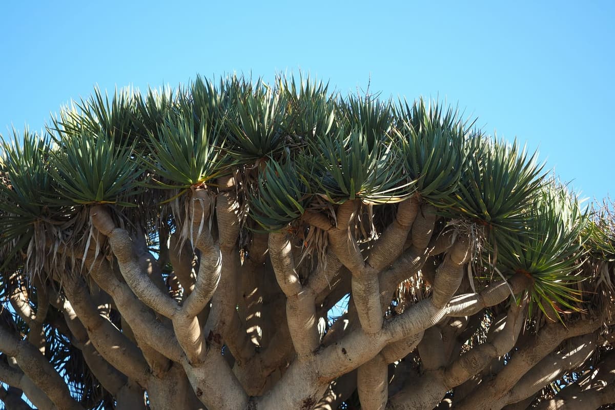 Dragonnier (Dracaena draco), une monocotylédone au port arborescent spectaculaire