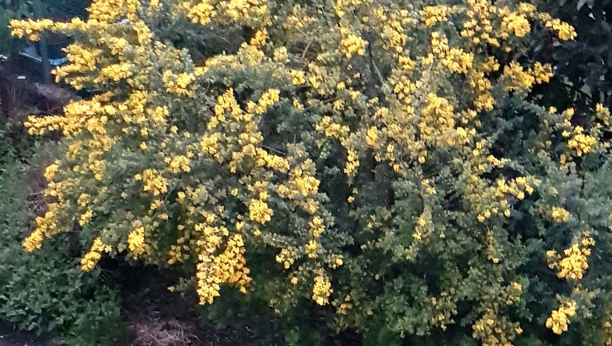 Genêt des teinturiers en fleurs, un arbrisseau ligneux qui n’est pas un arbre