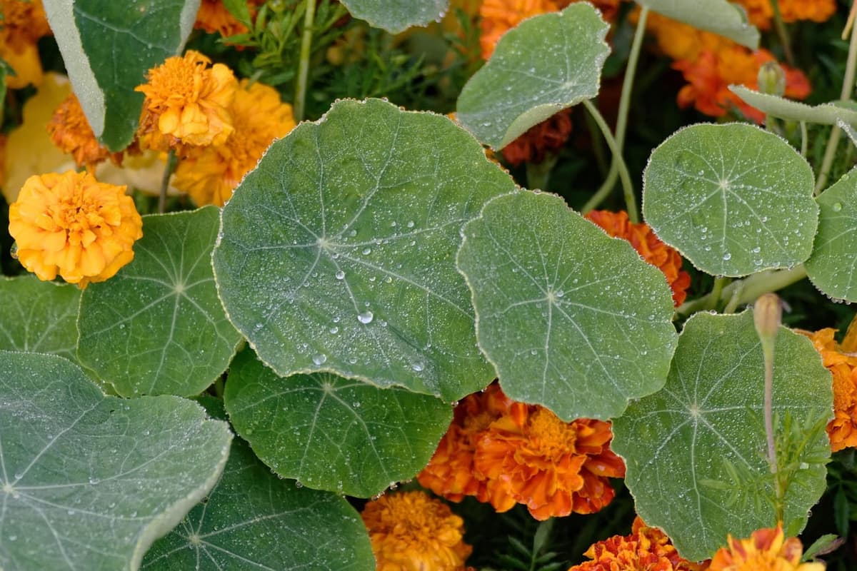 Feuilles rondes de capucine couvertes de fines gouttes de rosée, devant des œillets d’Inde orange