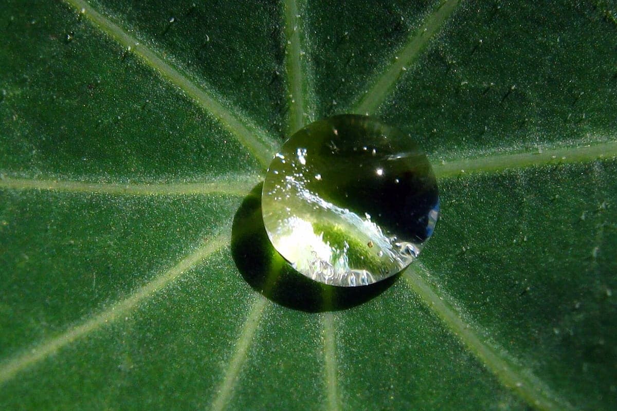 Grosse goutte d’eau presque sphérique posée au centre d’une feuille ronde de capucine, dans laquelle on distingue une image inversée du paysage
