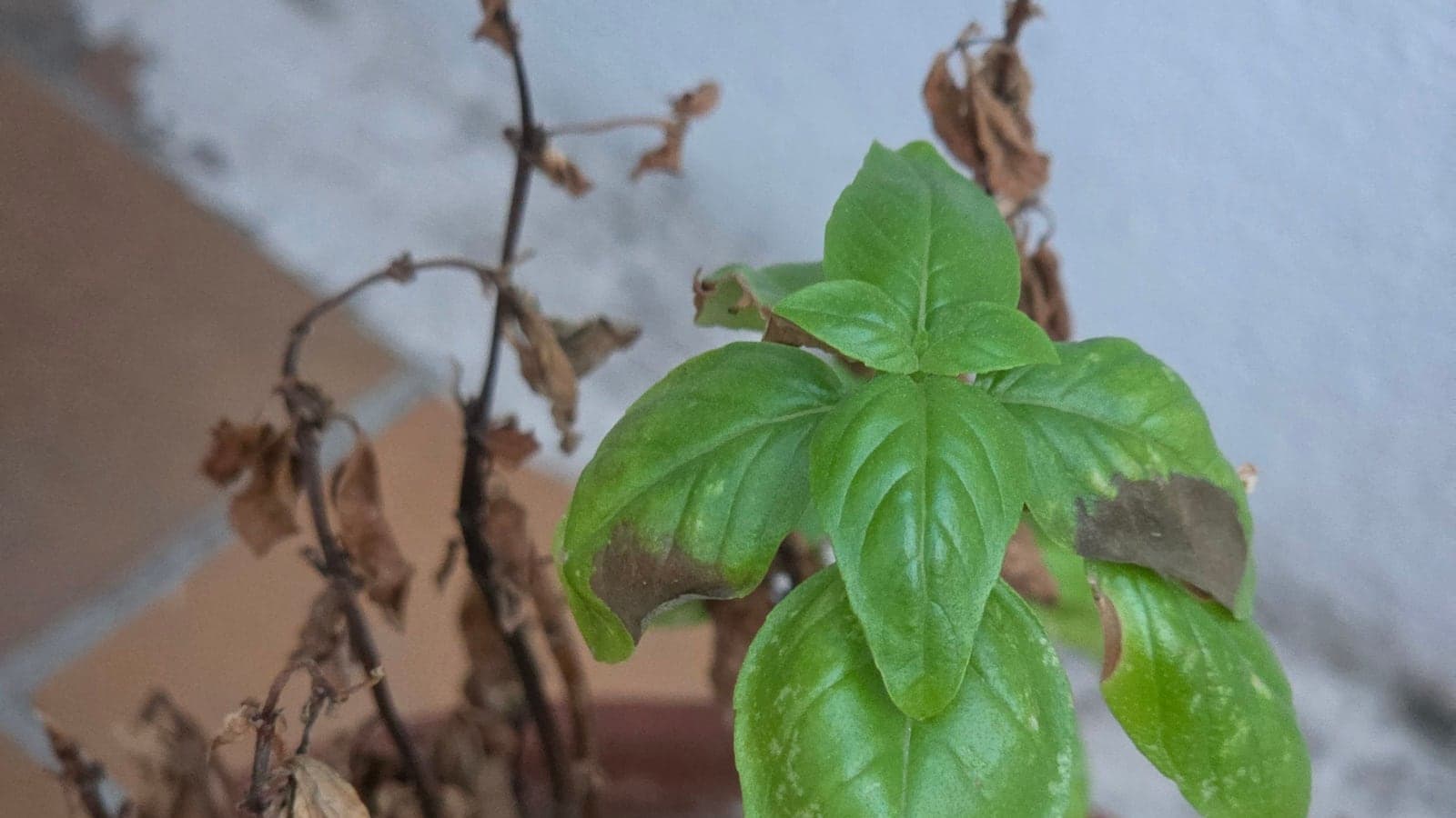 Un pot de basilic presque entièrement desséché, une seule pousse verte survivante au milieu des tiges brunes. De soif ou d’excès d’eau ? Rien sur la photo ne permet de trancher. (Photo Manuel Ferreira.)