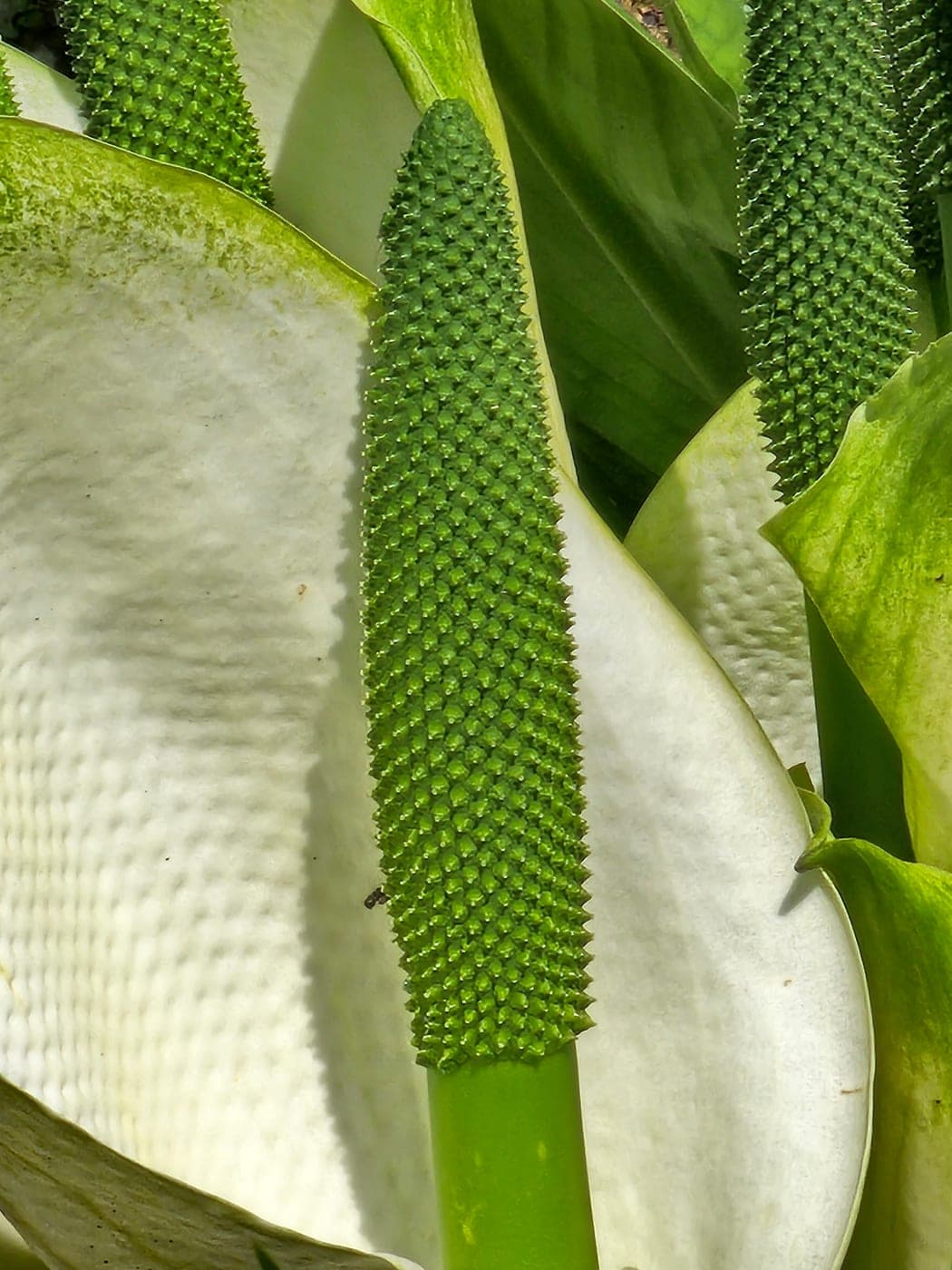 Inflorescence d’aracée : le spadice (épi de minuscules fleurs) entouré de sa spathe blanche (Photo Manuel Ferreira.)