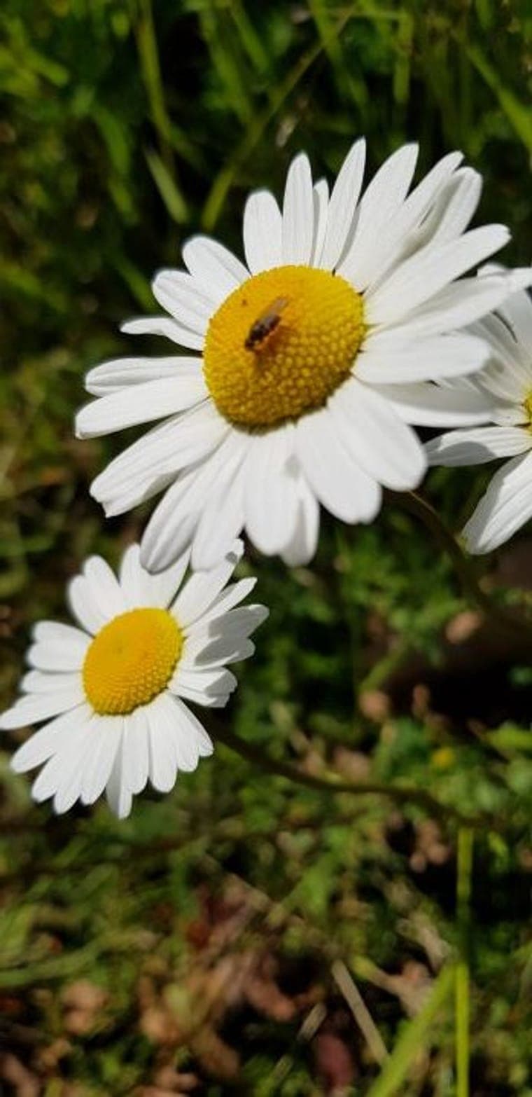 Capitules de marguerites blanches à cœur jaune