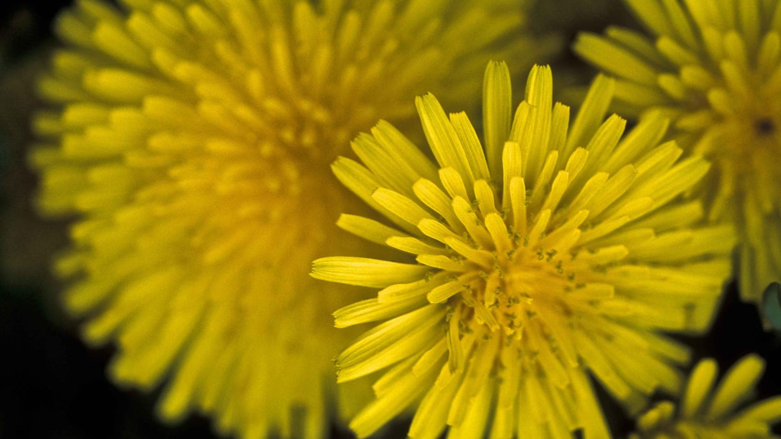 Une fleur de pissenlit (Taraxacum officinale) : ce qui ressemble à une fleur est un capitule, un bouquet de dizaines de fleurs. (Photo Ryan Hagerty, domaine public.)