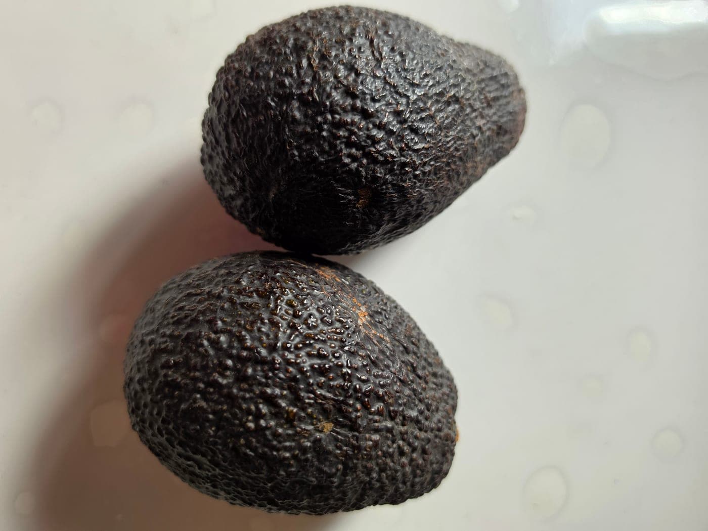 Deux avocats mûrs (Persea americana) à la peau sombre et grenue (Photo Manuel Ferreira.)