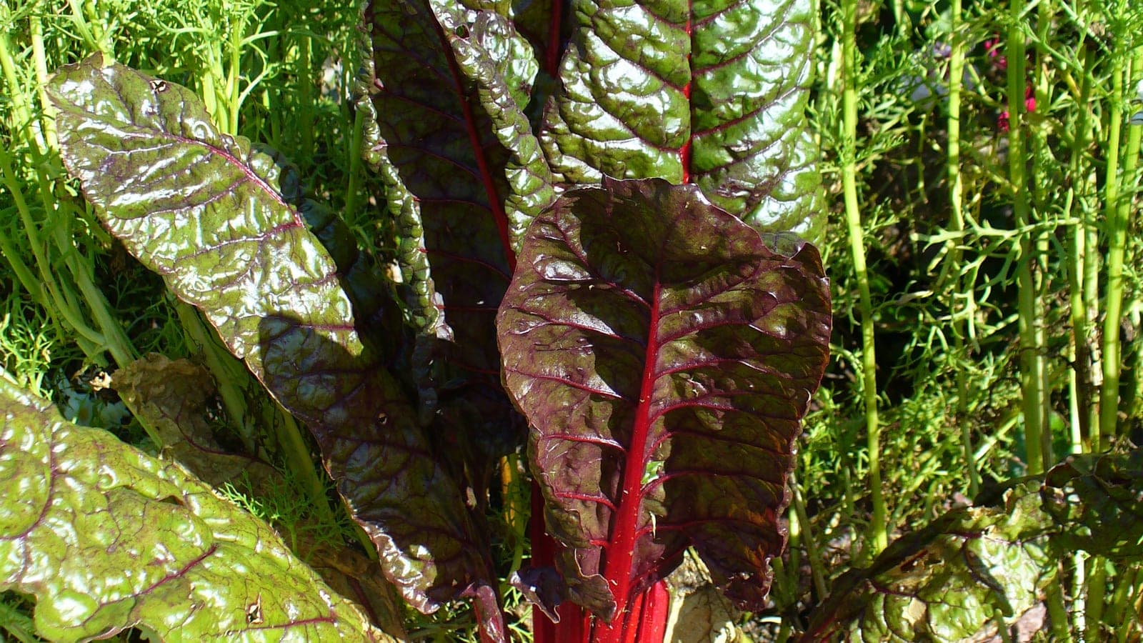 Une blette (ou bette) à cardes colorées : Beta vulgaris, dont on mange les feuilles et les côtes (cardes). (Photo Neelix, domaine public.)