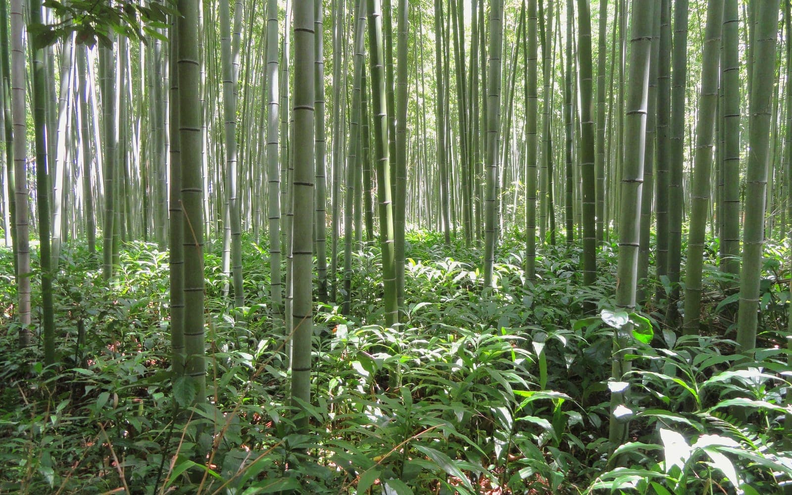 Forêt de bambous, hautes cannes dressées vers le ciel