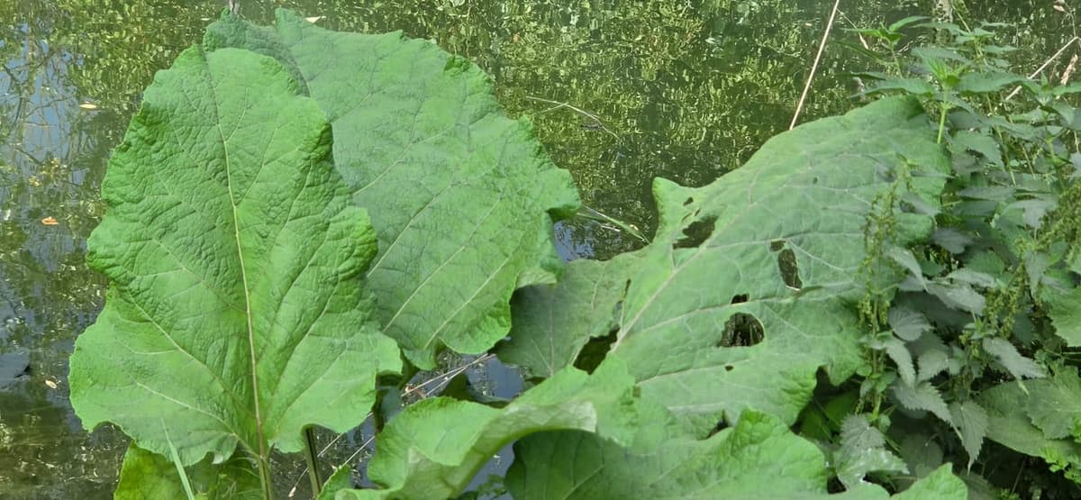 Grandes feuilles de bardane, larges et ondulées, au bord d’une eau sombre, avec des orties à droite
