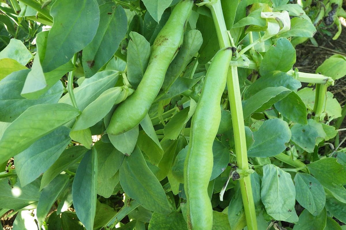 Gousses de fève mûres, larges et pendantes, sur le plant. (Photo Josef Schlaghecken, CC BY-SA 4.0.)