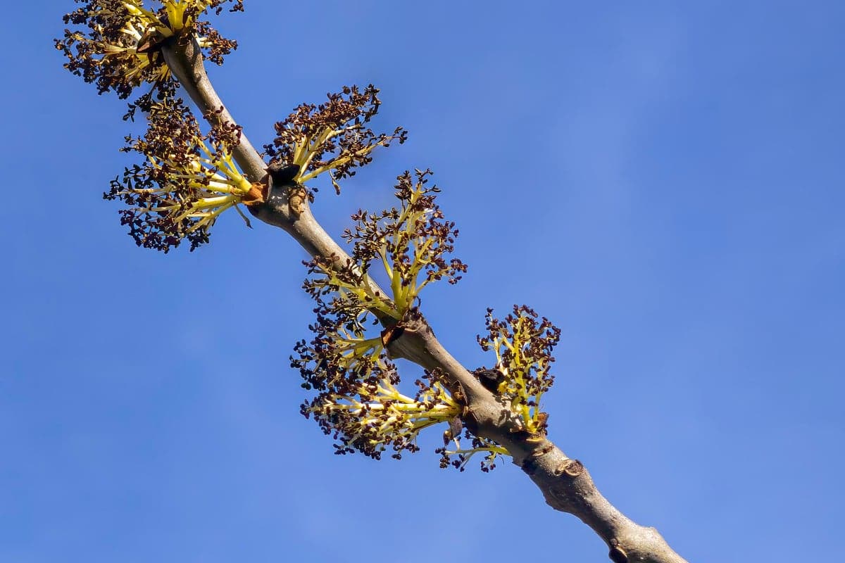Rameau de frêne en fleurs contre le ciel : des touffes pourpre-noir à chaque nœud, sur un bois encore entièrement nu. (Photo Didier Descouens, Muséum de Toulouse, CC BY-SA 4.0.)