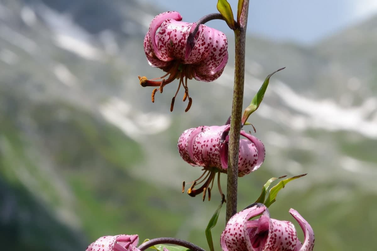 Fleurs de lis martagon, anthères et style pendant sous les tépales retroussés : l’espèce dans laquelle la double fécondation fut observée pour la première fois, en 1898. (Photo Uoaei1, CC BY-SA 4.0.)