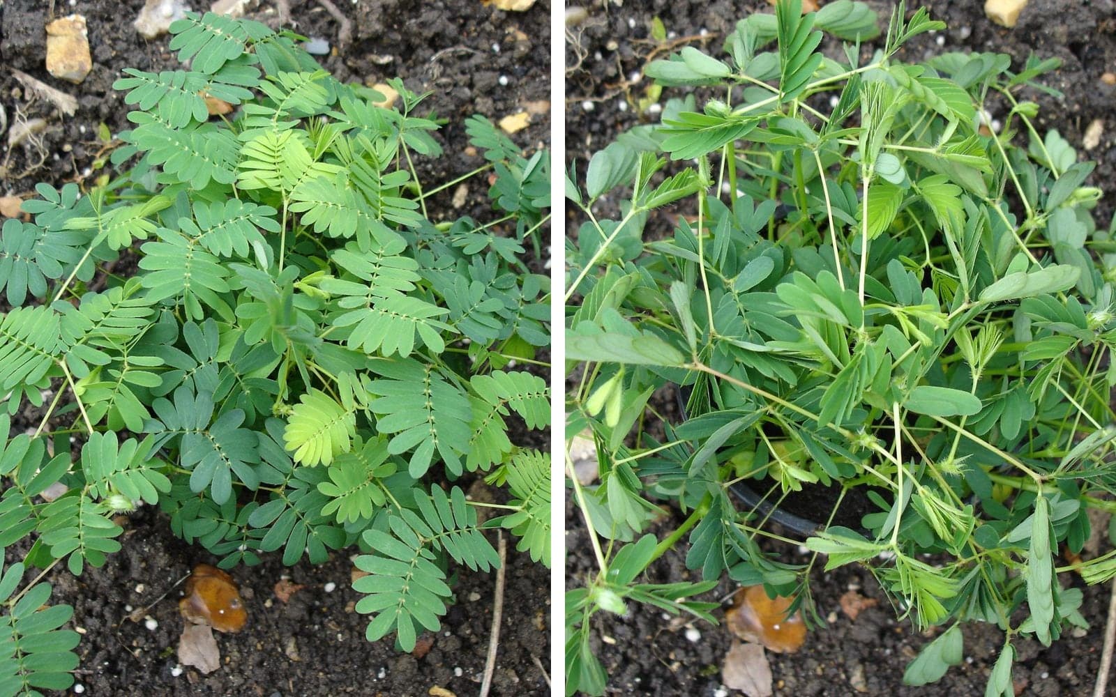À gauche, la sensitive de jour, folioles étalées. À droite, la même plante le soir : chaque foliole s’est repliée contre sa voisine. Aucune main ne l’a touchée - c’est la nuit qui vient. (Photos Bluemoose, CC BY-SA 3.0.)