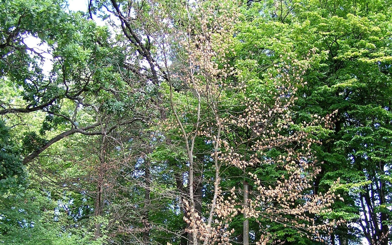 Au milieu d’arbres en pleine santé, un jeune orme dont les feuilles ont bruni sur les branches, en plein été : le signe de la graphiose. (Photo Beentree, Pologne, CC BY-SA 4.0.)