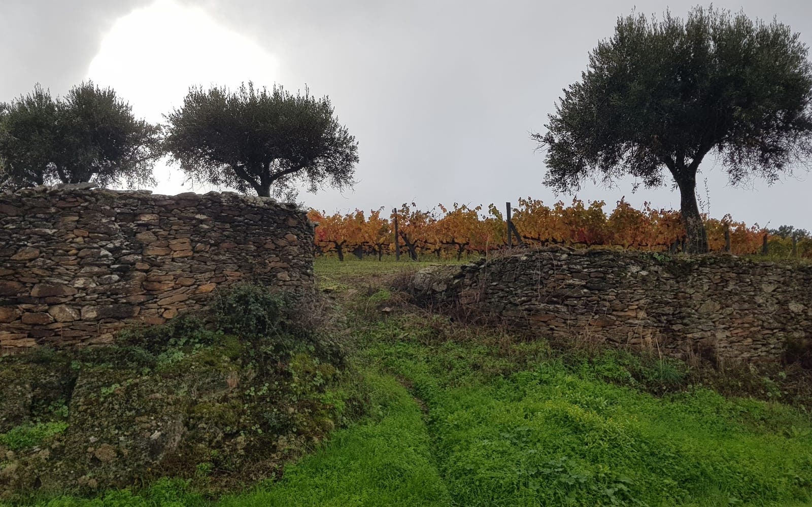Oliviers et vignes derrière des murets de pierre sèche, dans la région de Coimbra, au Portugal. C’est dans ces campagnes qu’on faisait appel au sourcier pour choisir où creuser un puits. (Photo Manuel Ferreira.)