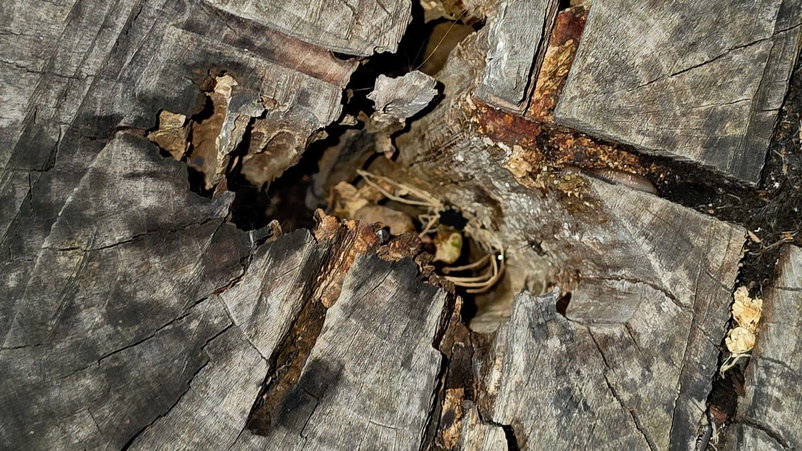 Une coupe de tronc de cerisier montrant les cernes concentriques : le bois, un tissu conducteur qui s’accumule chaque année. (Photo Manuel Ferreira.)