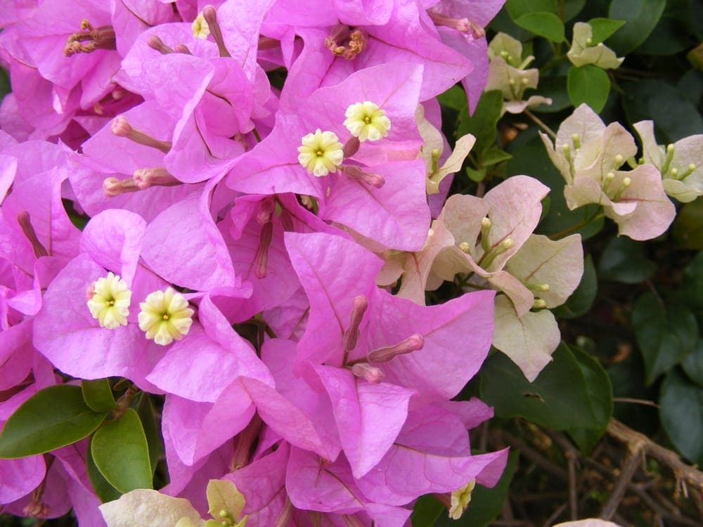 Bractées colorées de bougainvillier entourant trois petites fleurs blanches