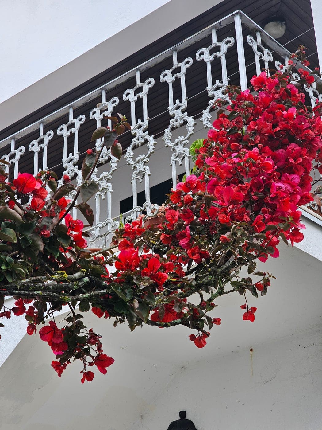 Bougainvillier aux bractées rouges débordant d’un balcon en fer forgé blanc, aux Açores (Photo Manuel Ferreira.)