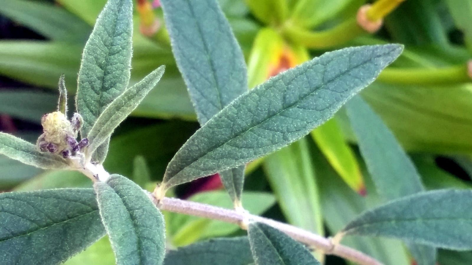 Un bourgeon s’ouvrant sur une branche : une réserve de tissus très jeunes qui donnera feuilles, tige ou fleurs. (Photo Aslam Karachiwala, CC BY-SA 3.0.)