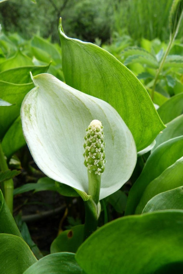 Spathe blanche de Calla palustris entourant le spadice