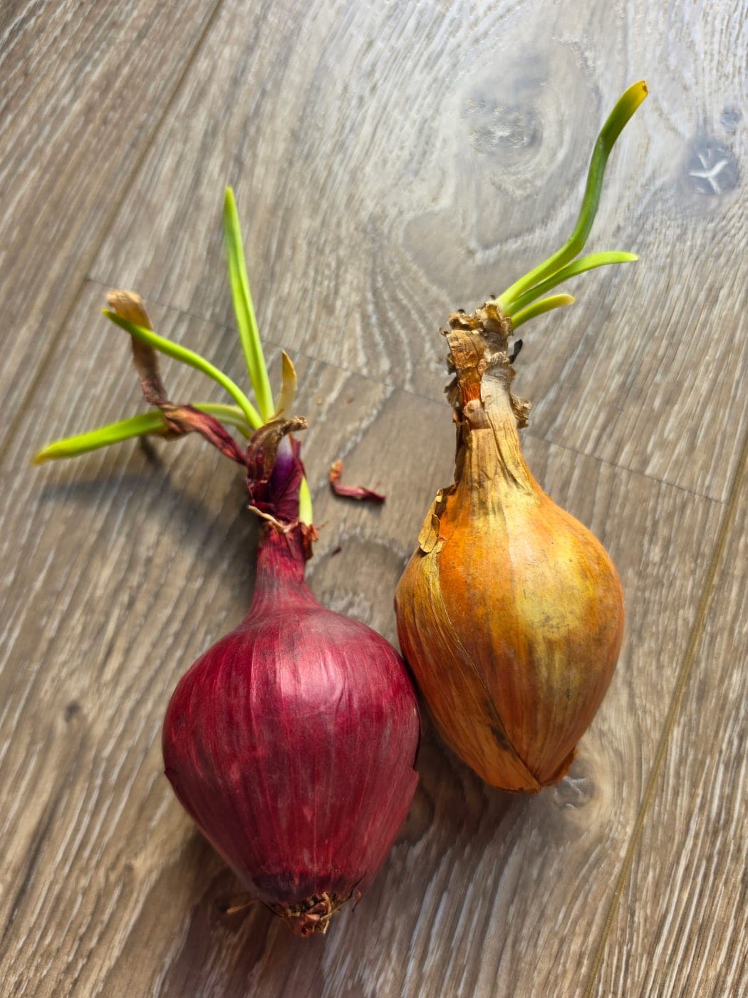 Deux oignons (bulbes) en germination, portant leurs jeunes pousses vertes (Photo Manuel Ferreira.)