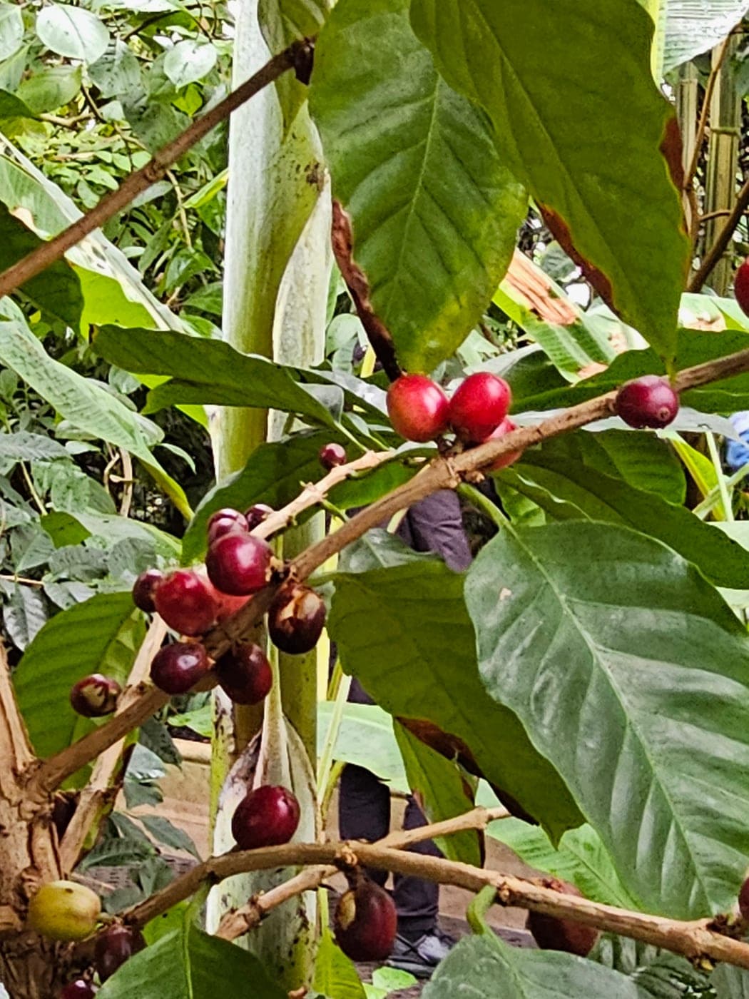 Cerises de café (drupes rouges) sur le caféier (Coffea), à Kew Gardens