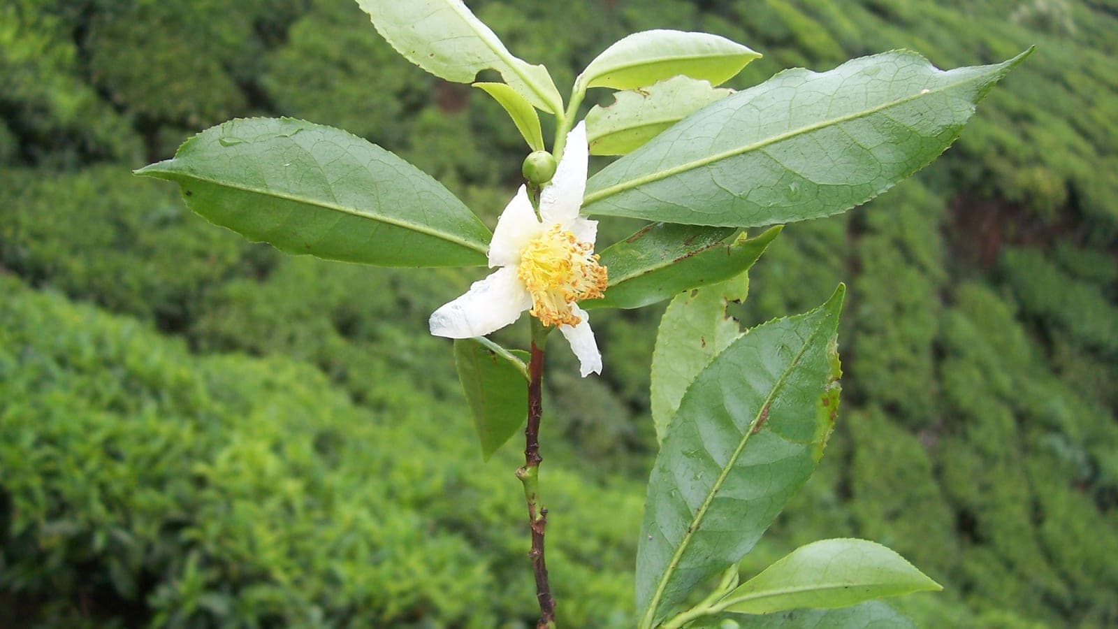 Fleur blanche du théier (Camellia sinensis), le camélia dont on fait le thé, avec ses feuilles luisantes. (Photo Paul Munhoven, CC BY-SA 3.0.)