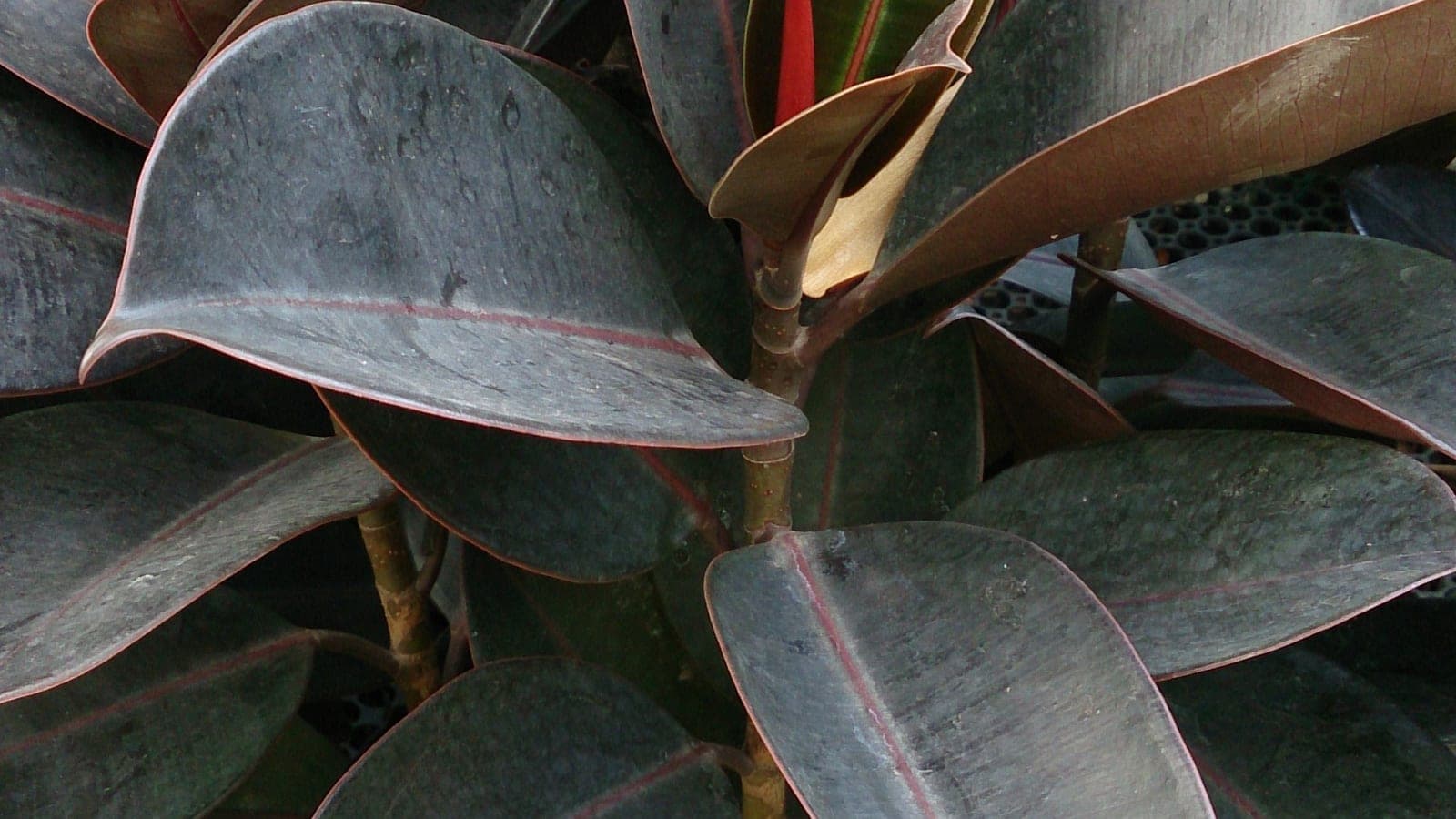 Un caoutchouc (Ficus elastica), la « plante verte » de nos intérieurs, aux grandes feuilles luisantes. (Photo Mokkie, CC BY-SA 3.0.)