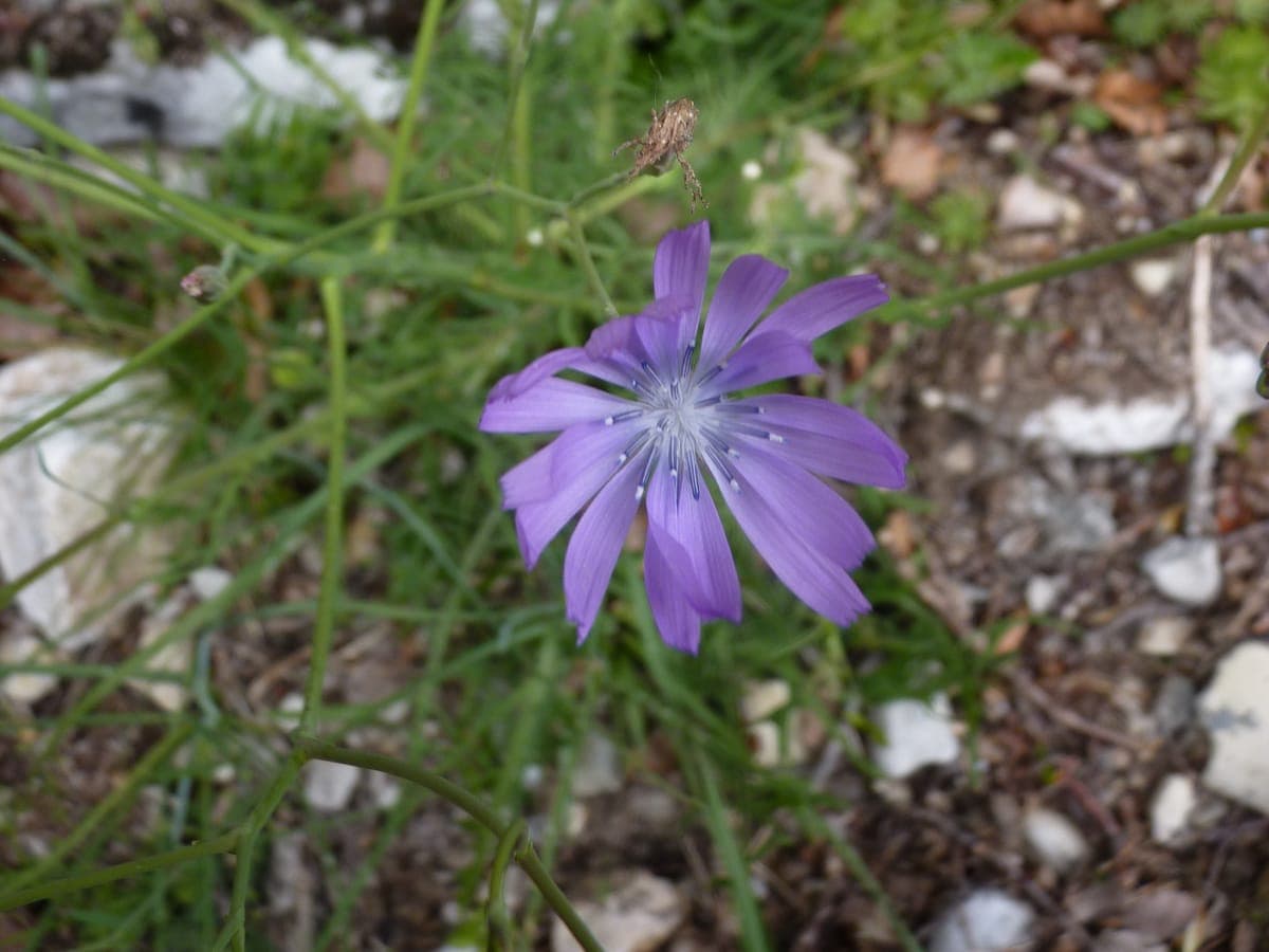 Capitule de laitue vivace (Lactuca perennis) : une couronne de fleurons ligulés lilas, chacun terminé par cinq petites dents