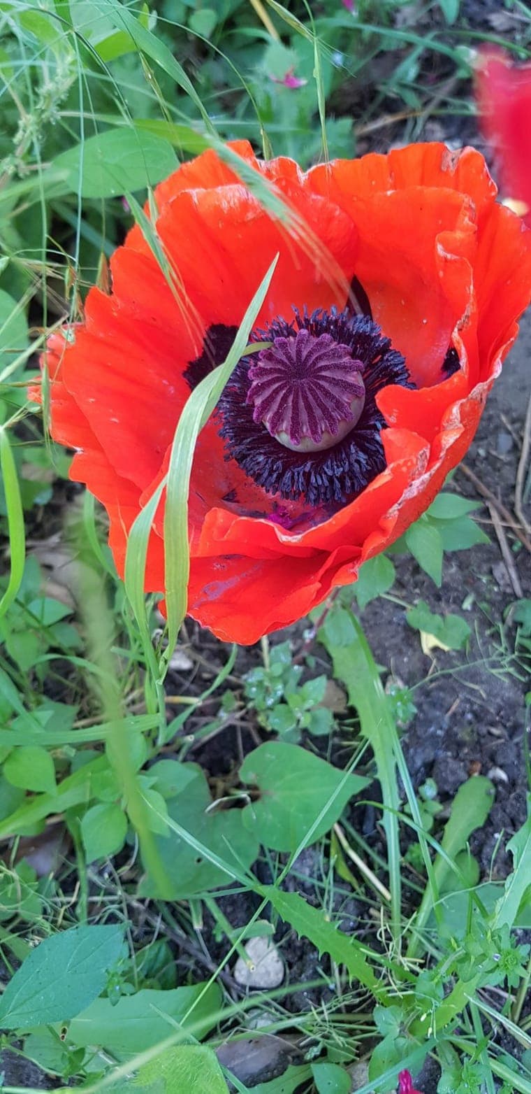 Fleur de pavot d’Orient montrant le pistil central