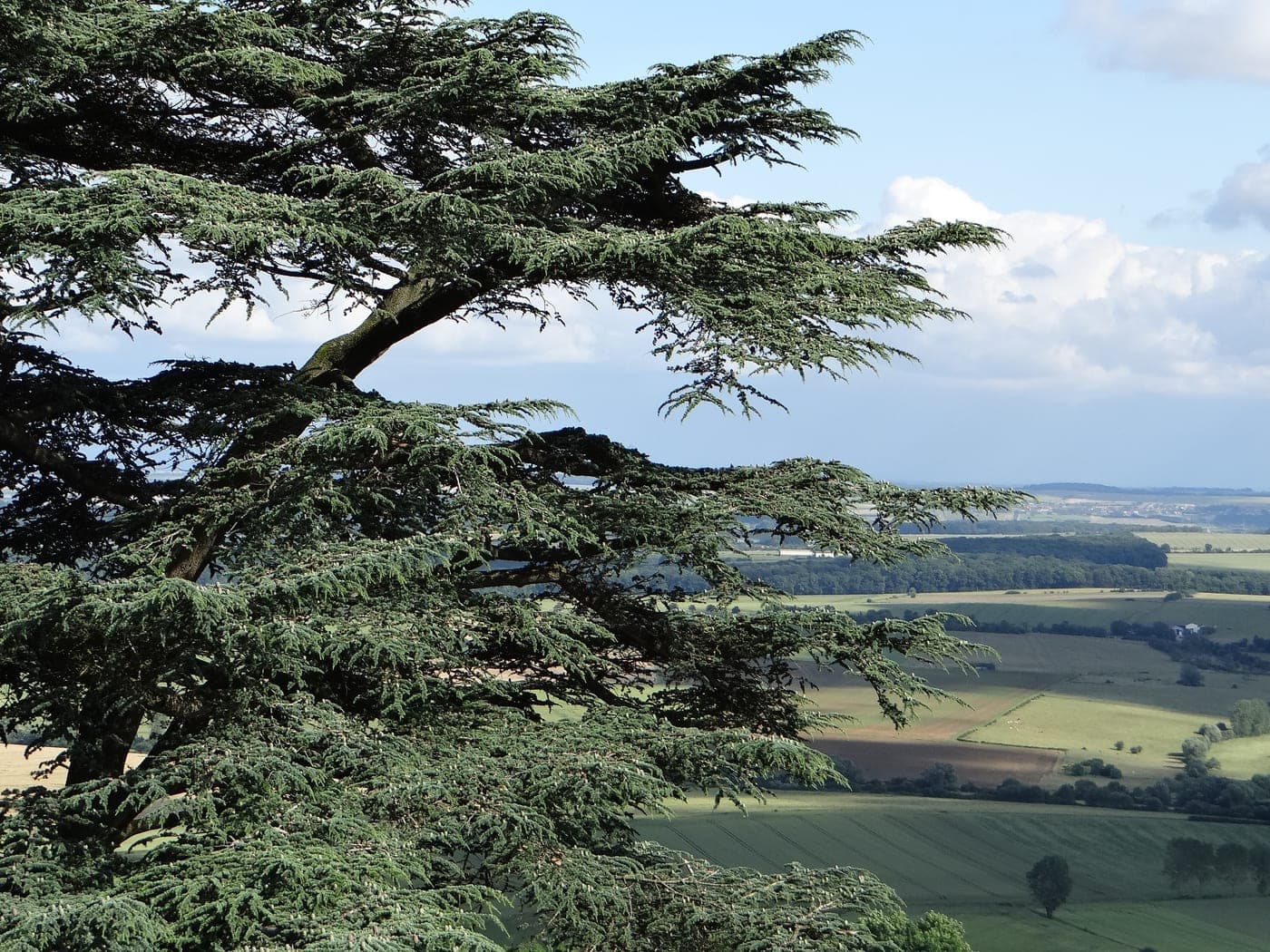 Cèdre du Liban (Cedrus libani) aux branches horizontales étagées, sa silhouette caractéristique, dominant un paysage de campagne (Photo agnesti / Pixabay.)