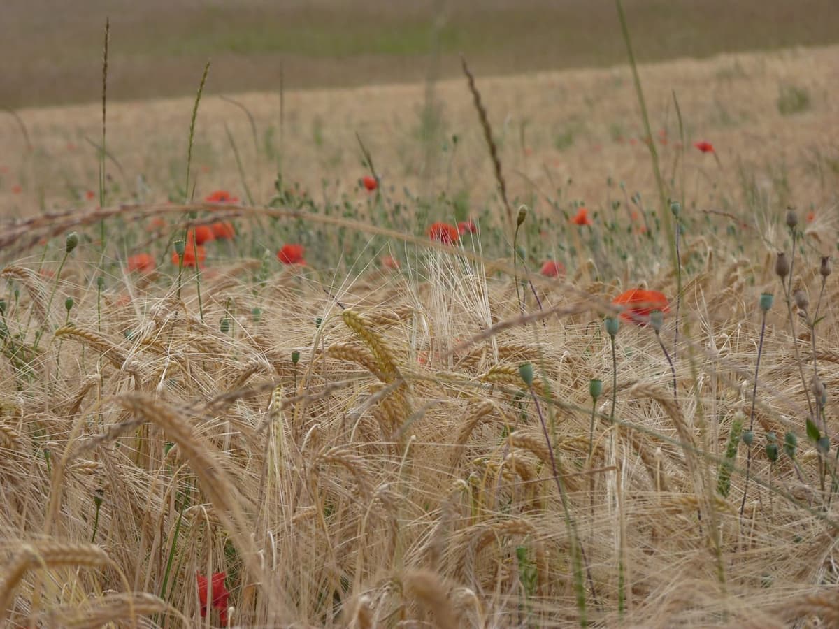 Champ d’épis barbus d’orge parsemé de coquelicots rouges