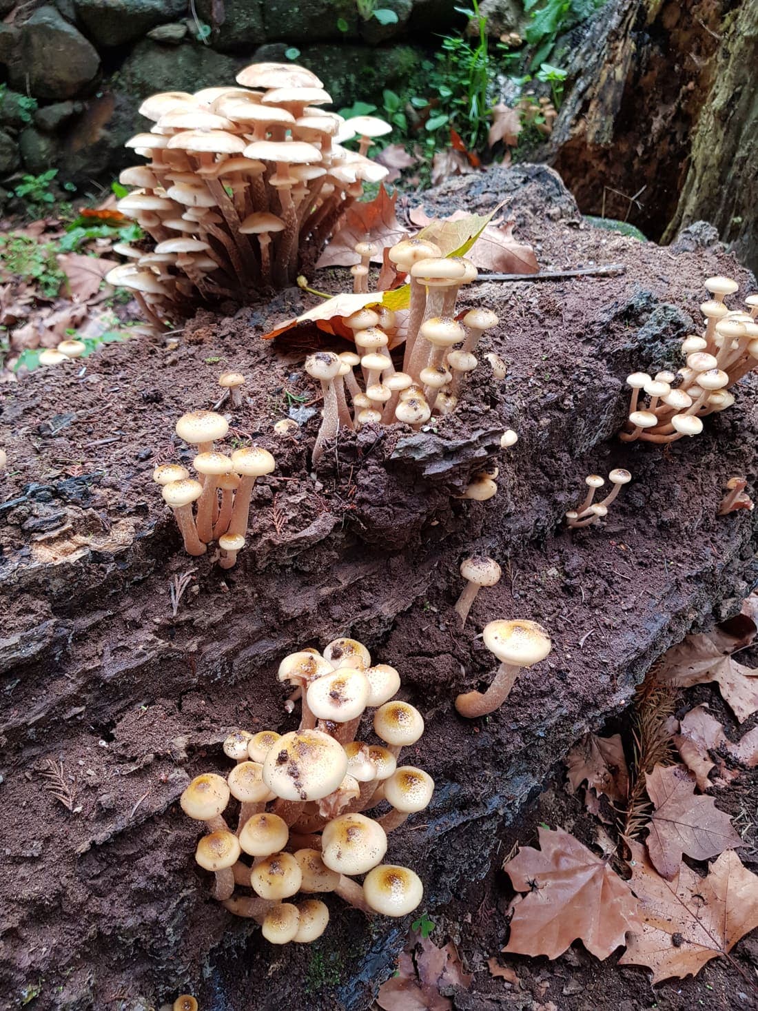 Des dizaines de petites touffes de champignons couleur miel surgissant d’un même tronc en décomposition, à divers stades de croissance
