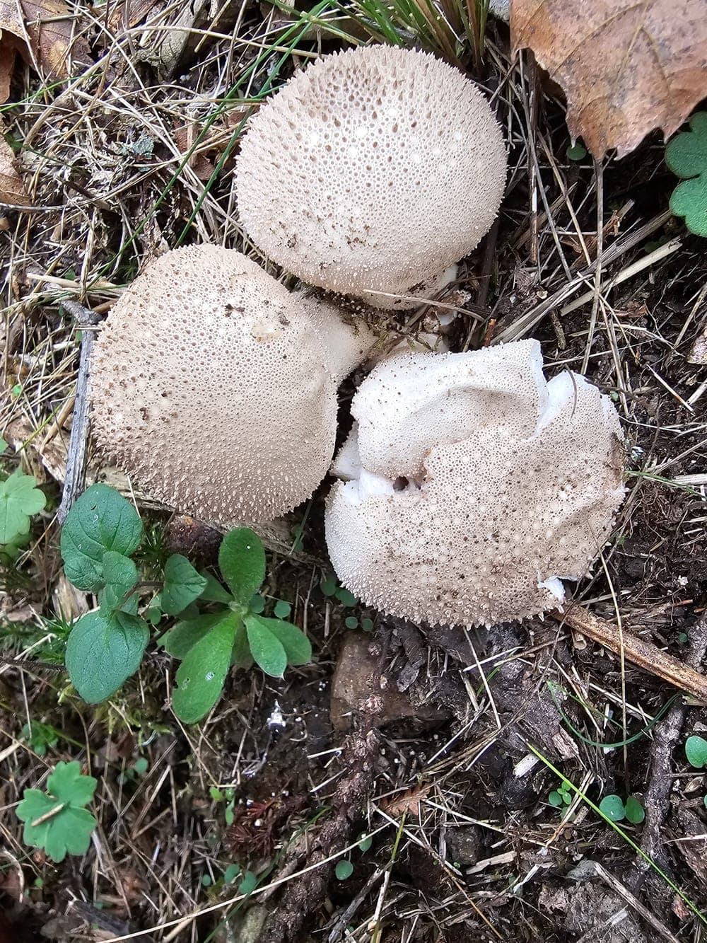 Vesses-de-loup (Lycoperdon) parmi les herbes : des champignons en forme de sacs à spores