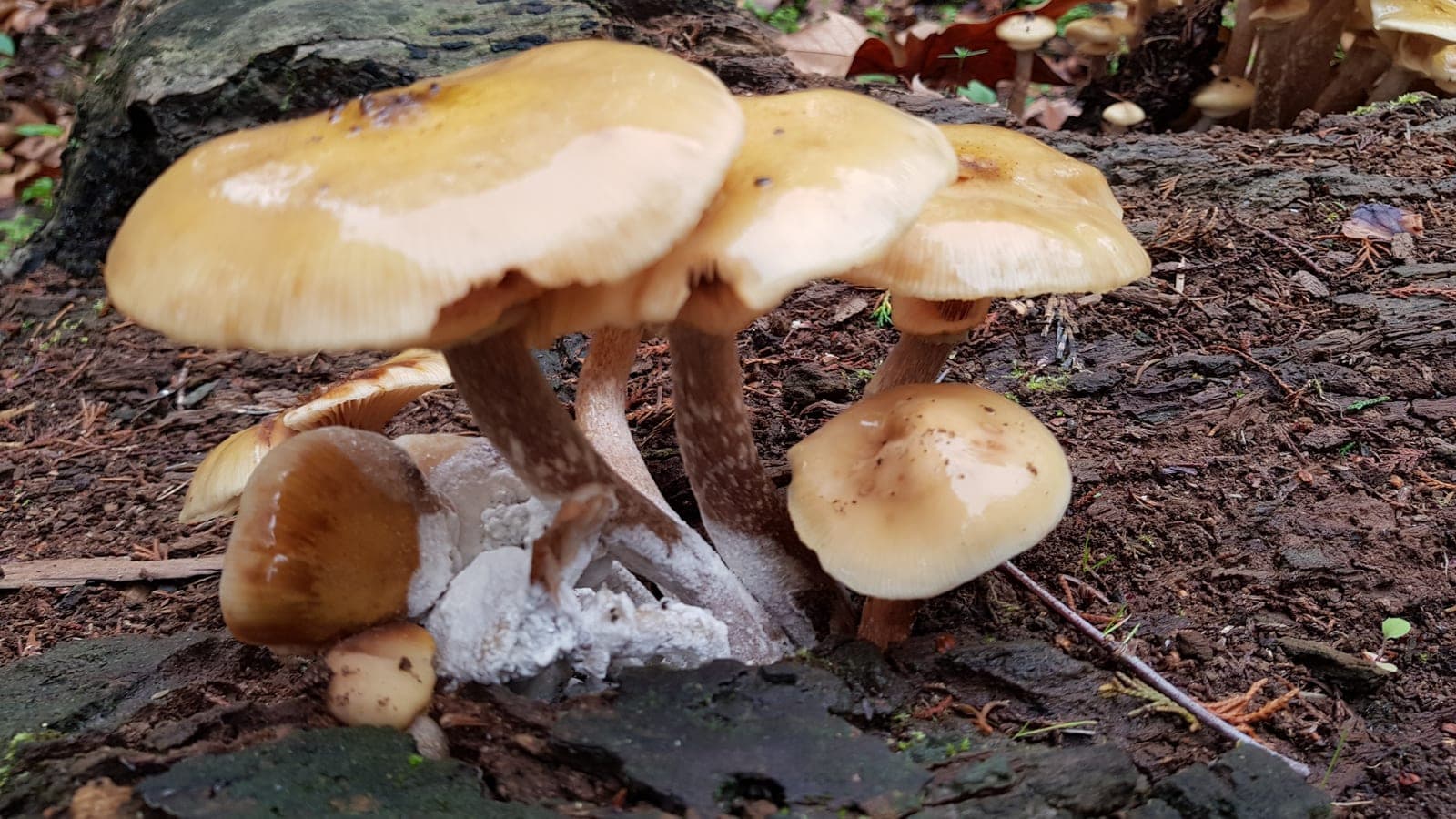 Touffe de champignons couleur de miel sur un tronc moussu, mycélium blanc affleurant à leur pied : la partie visible et reproductrice d’un champignon, l’essentiel restant caché. (Photo Manuel Ferreira, Porto.)
