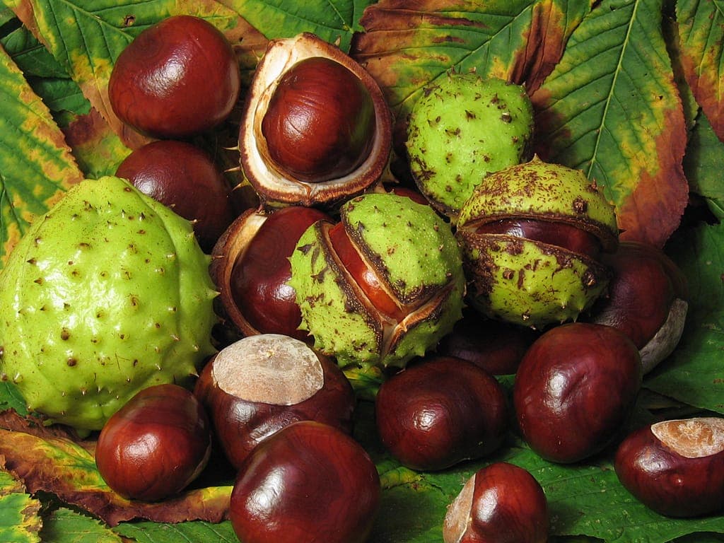 Capsules vertes épineuses du marronnier s’ouvrant en trois valves