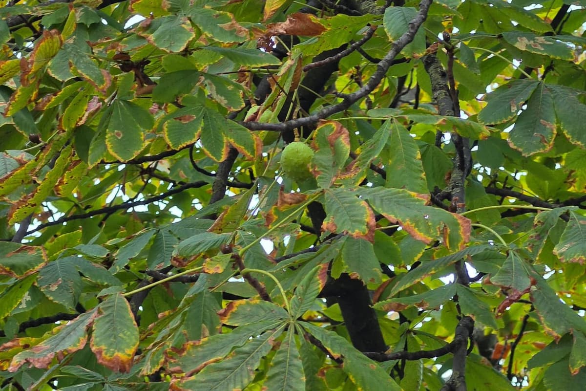 Capsule verte et épineuse du marronnier d’Inde pendant à un rameau, parmi des feuilles palmées à sept folioles dont les bords sont brunis